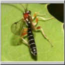 Perithous cf scurra - Schlupfwespe 12f 9mm.jpg